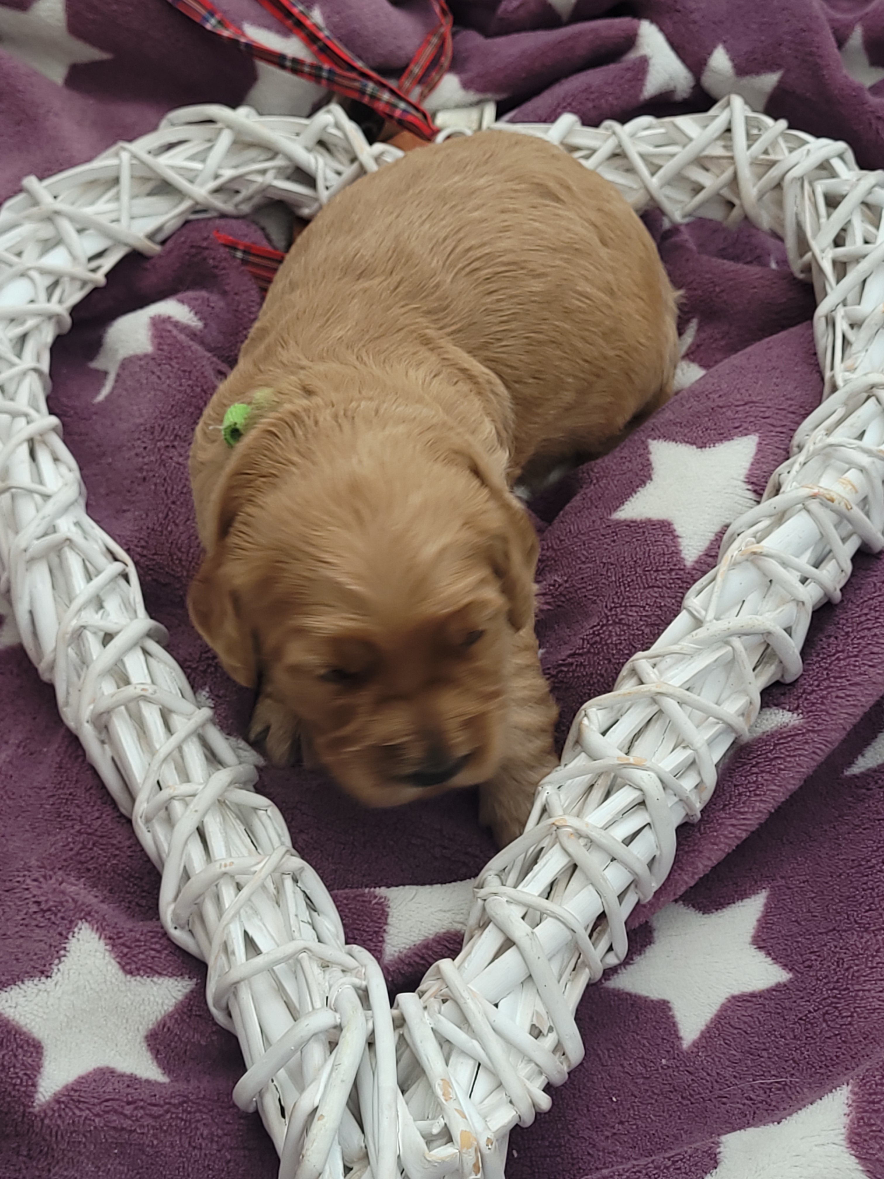 Goldendoodle, standard poodle, Königspudel, Großpudel, Golden Retriever